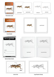 Parts of a Grasshopper Nomenclature Cards (3-6) (Printed)