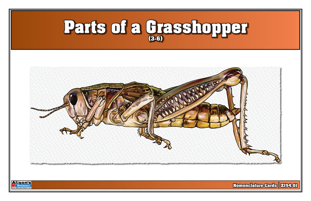Parts of a Grasshopper Puzzle with Nomenclature Cards (3-6) (Printed)