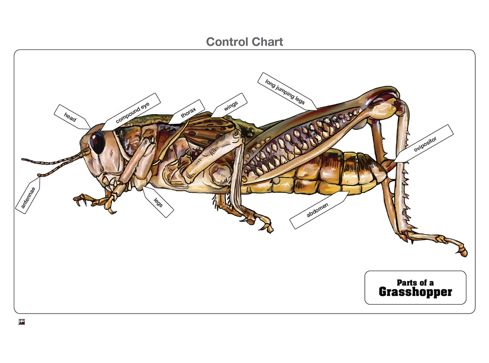 Parts of a Grasshopper Puzzle with Nomenclature Cards (6-9) (Printed)