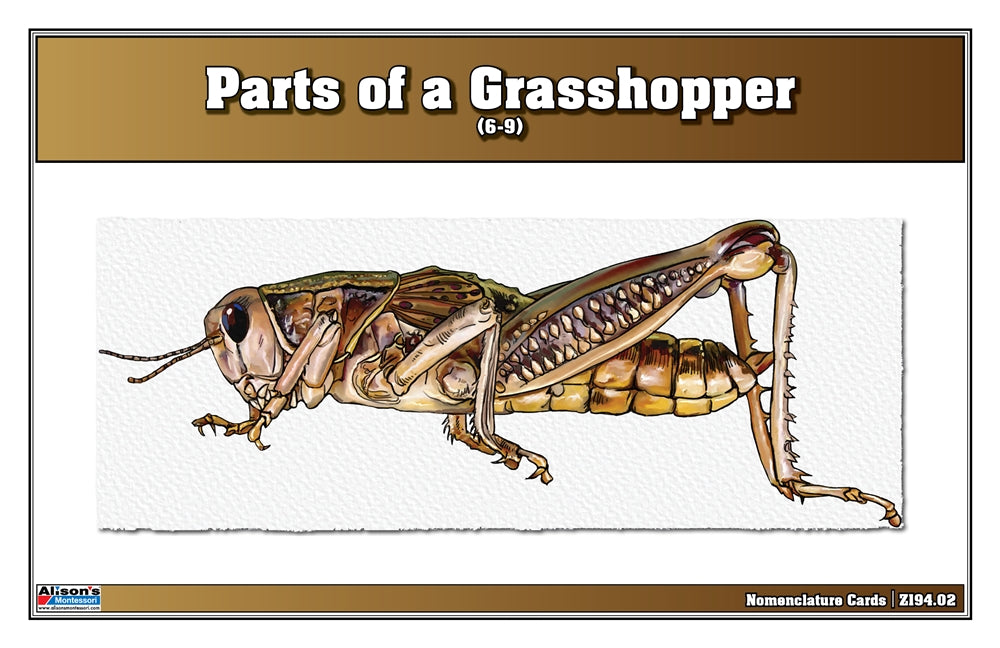 Parts of a Grasshopper Puzzle with Nomenclature Cards (6-9) (Printed)