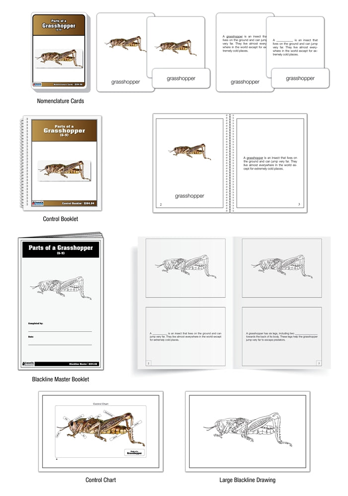 Parts of a Grasshopper Puzzle with Nomenclature Cards (6-9) (Printed)