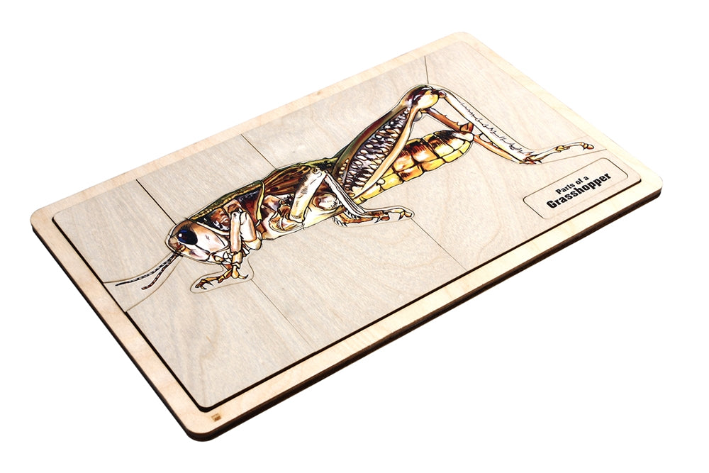 Parts of a Grasshopper Puzzle