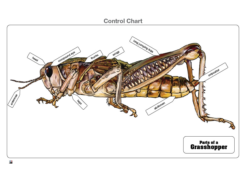 Parts of a Grasshopper Puzzle