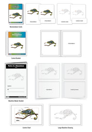 Parts of a Chameleon Nomenclature Cards (3-6) (Printed)