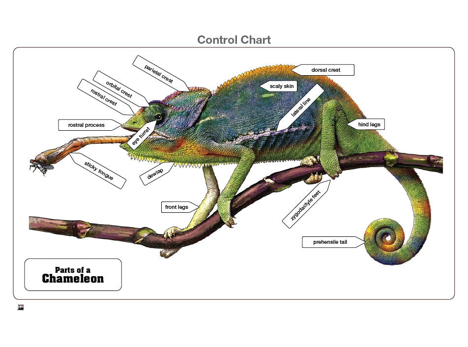 Parts of a Chameleon Puzzle with Nomenclature Cards (3-6) (Printed)