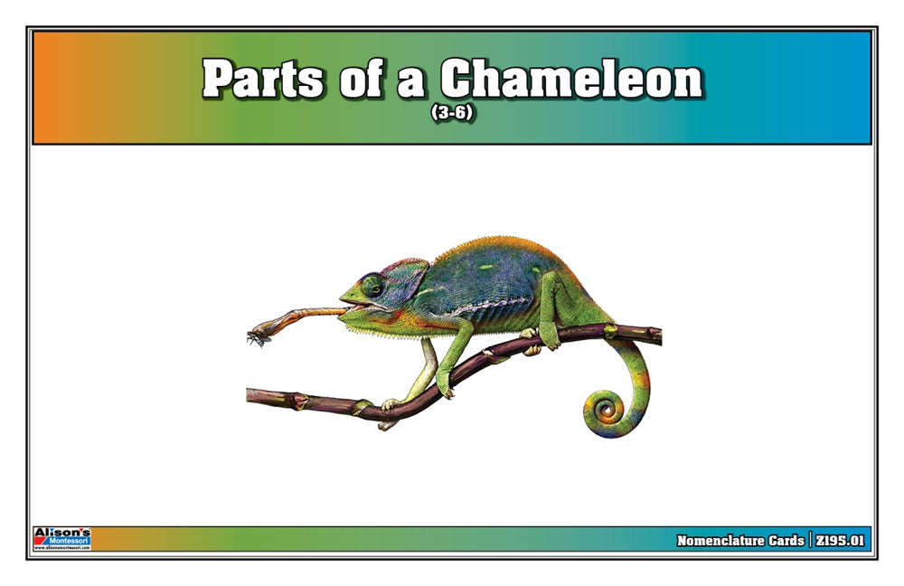 Parts of a Chameleon Puzzle with Nomenclature Cards (3-6) (Printed)