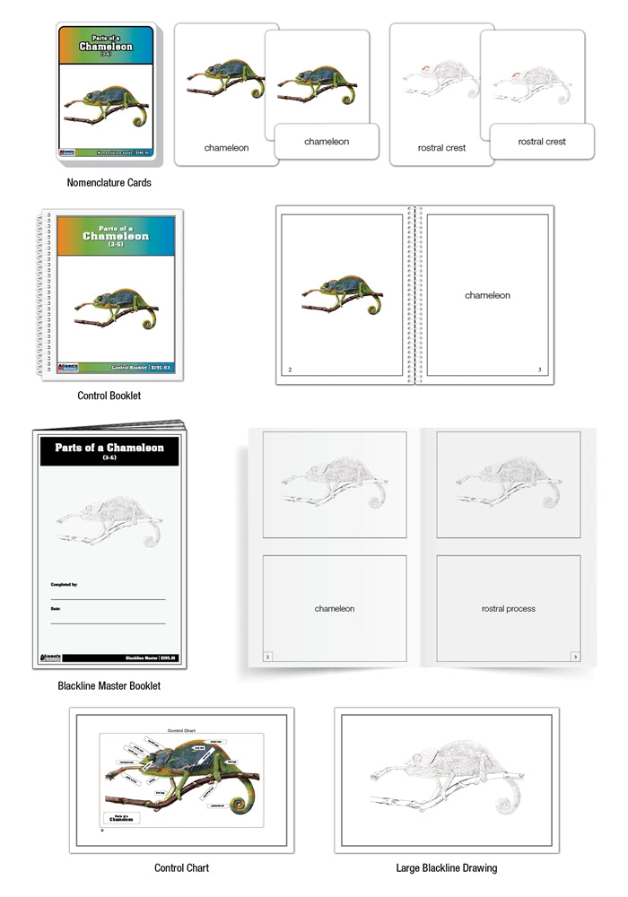 Parts of a Chameleon Puzzle with Nomenclature Cards (3-6) (Printed)