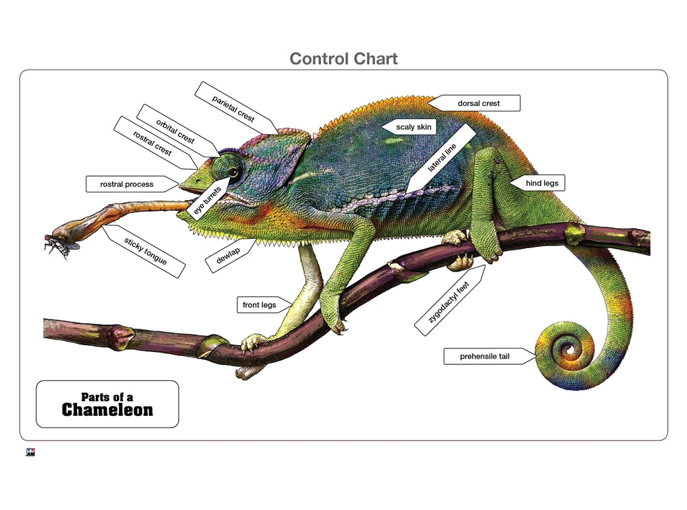 Parts of a Chameleon Puzzle with Nomenclature Cards (6-9) (Printed)