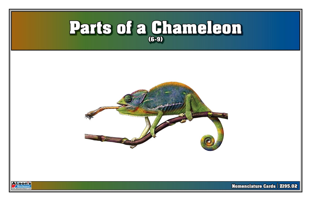 Parts of a Chameleon Puzzle with Nomenclature Cards (6-9) (Printed)