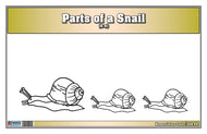 Parts of a Snail Nomenclature Cards (6-9) (Printed)