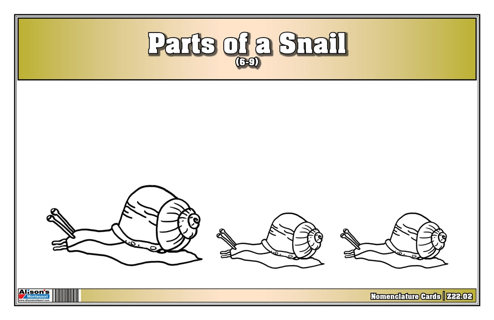 Parts of a Snail Nomenclature Cards (6-9) (Printed)