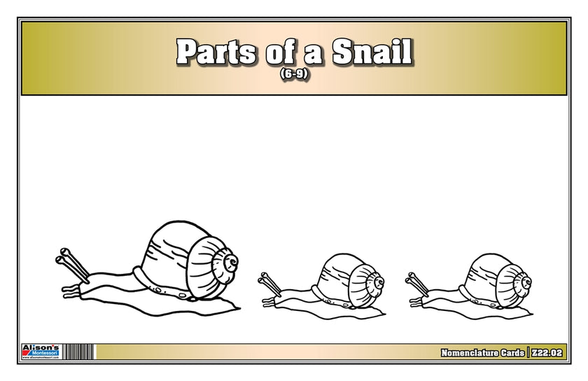 Parts of a Snail Nomenclature Cards (6-9) (Printed)