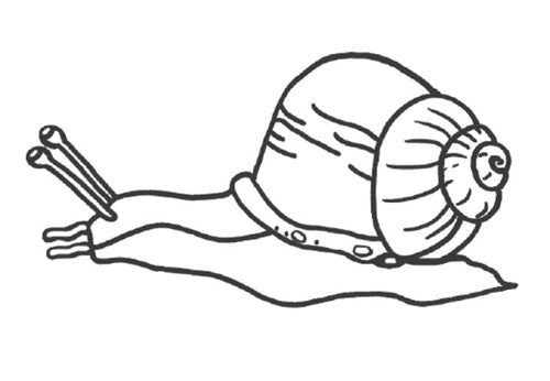 Parts of a Snail Nomenclature Cards (6--9) (Printed)