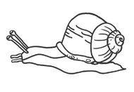 Parts of a Snail Nomenclature Cards (6-9) (Printed)