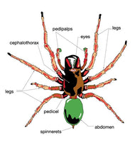 Parts of a Spider Nomenclature Cards (3-6) (Printed)