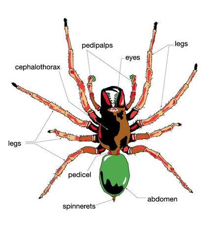 Parts of a Spider Nomenclature Cards (3-6) (Printed)
