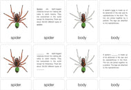 Parts of a Spider Nomenclature Cards (6-9) (Printed)