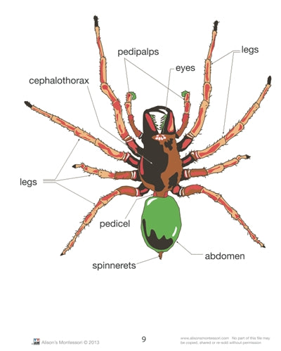 Parts of a Spider Nomenclature Cards (6-9) (Printed)
