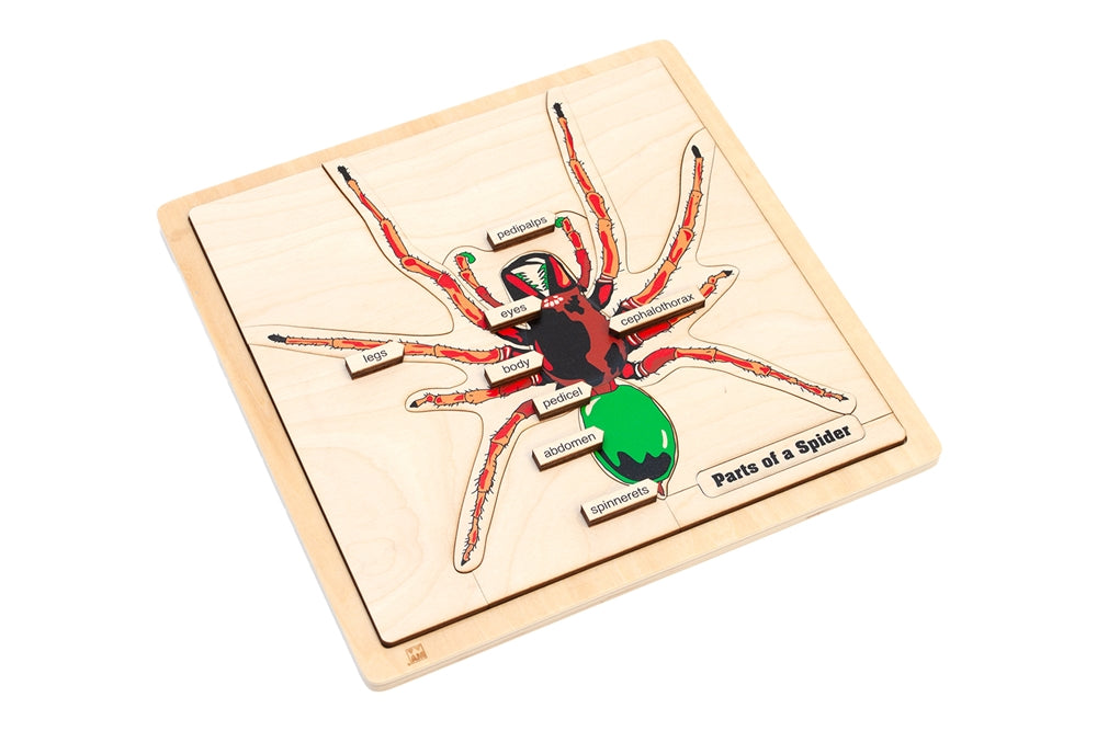Parts of a Spider Puzzle with Nomenclature Cards (3-6) (Printed)