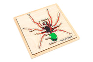 Parts of a Spider Puzzle with Nomenclature Cards (3-6) (Printed)