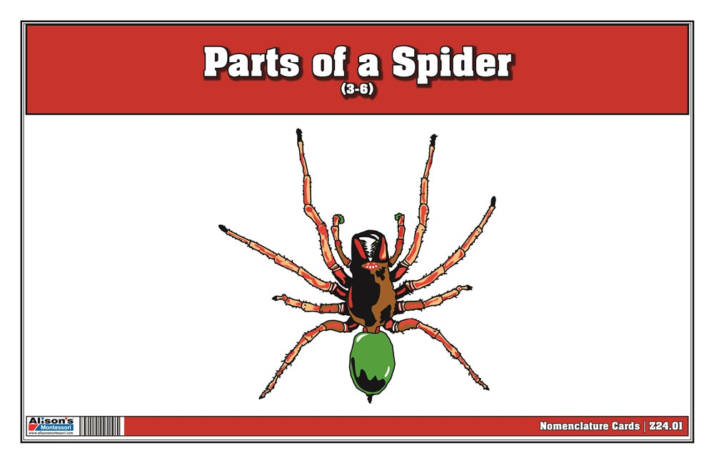 Parts of a Spider Puzzle with Nomenclature Cards (3-6) (Printed)