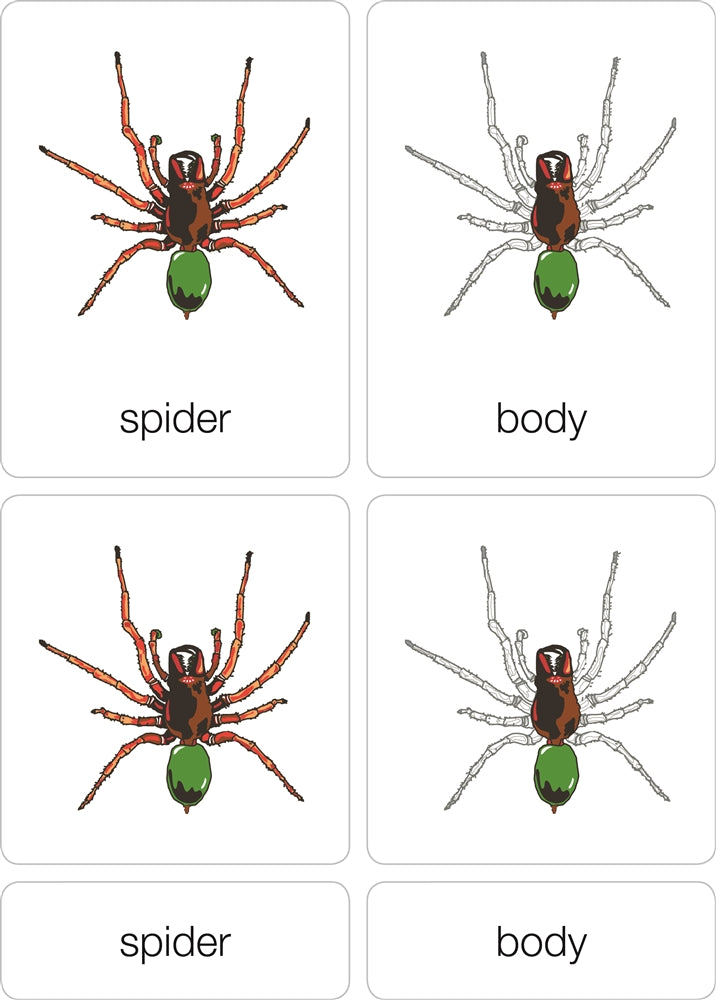 Parts of a Spider Puzzle with Nomenclature Cards (3-6) (Printed)