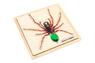 Parts of a Spider Puzzle with Nomenclature Cards (6-9) (Printed)