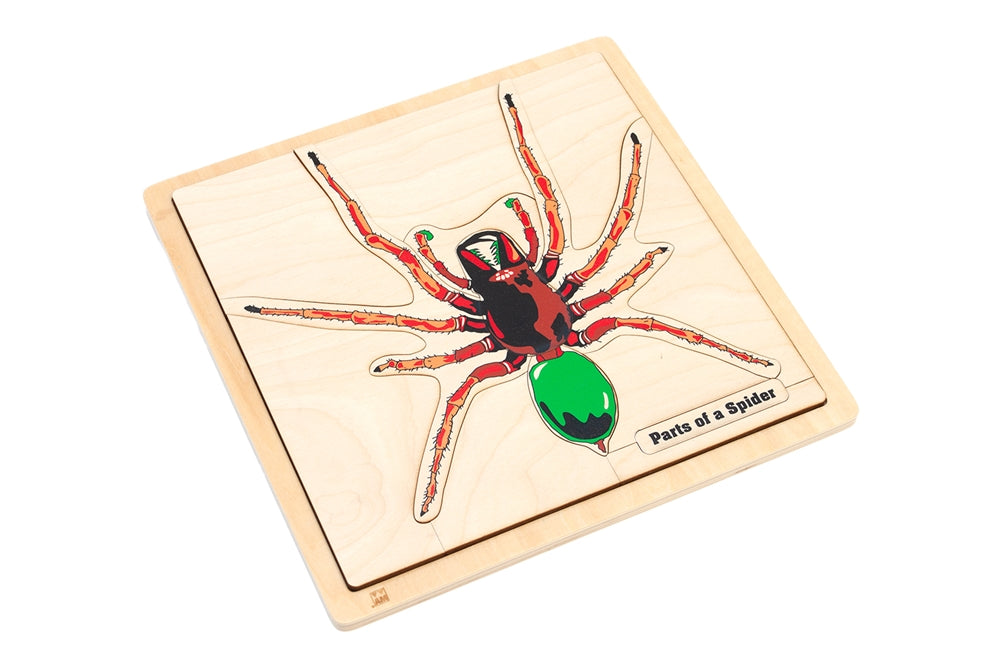 Parts of a Spider Puzzle with Nomenclature Cards (6-9) (Printed)