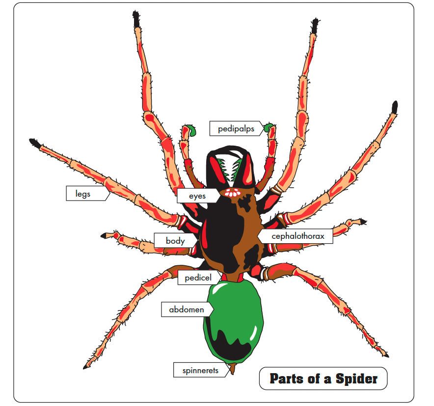 Parts of a Spider Puzzle with Nomenclature Cards (6-9) (Printed)