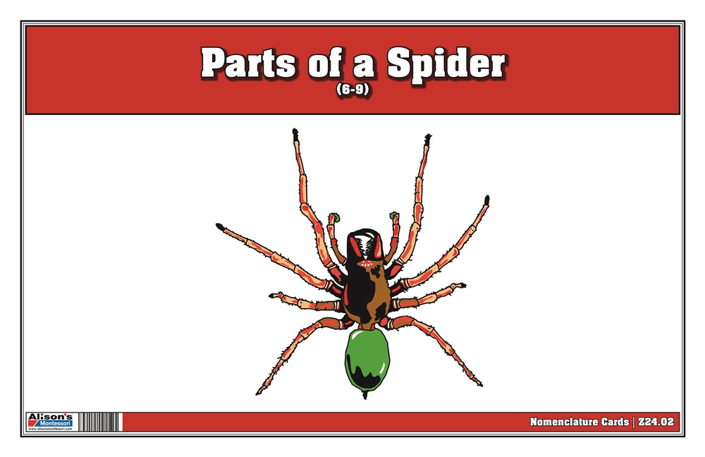 Parts of a Spider Puzzle with Nomenclature Cards (6-9) (Printed)