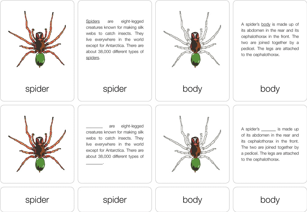 Parts of a Spider Puzzle with Nomenclature Cards (6-9) (Printed)