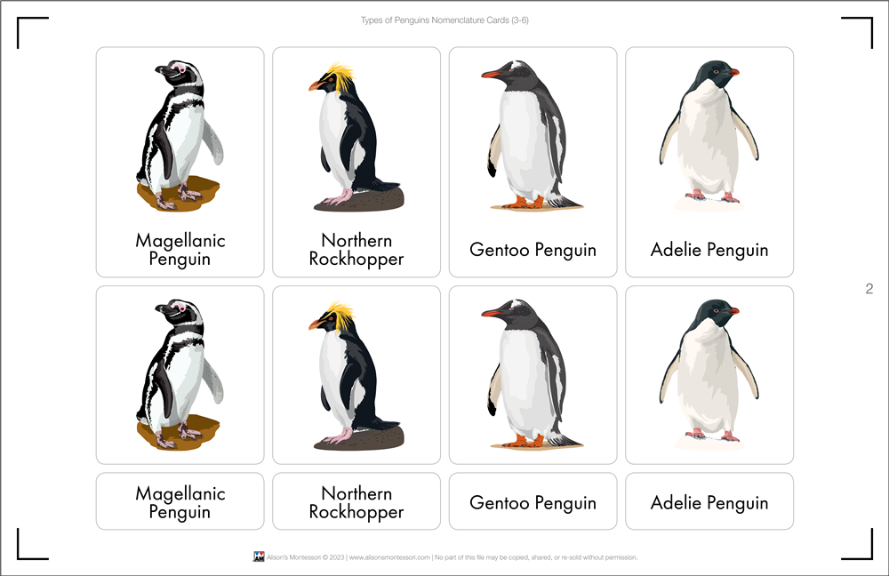 Types of Penguins Nomenclature Cards (3-6) (Printed)