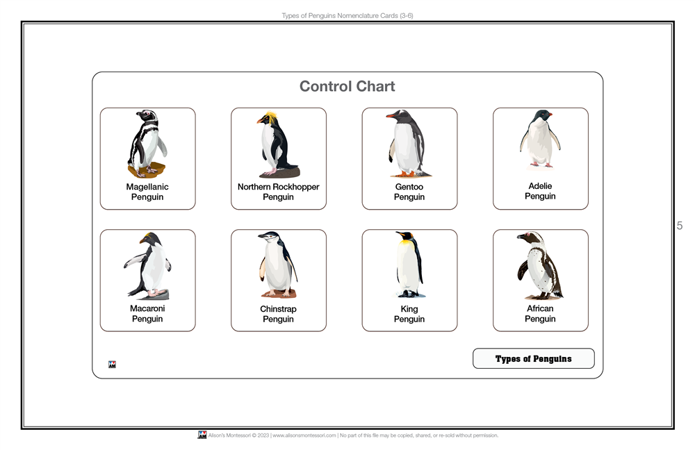 Types of Penguins Nomenclature Cards (3-6) (Printed)