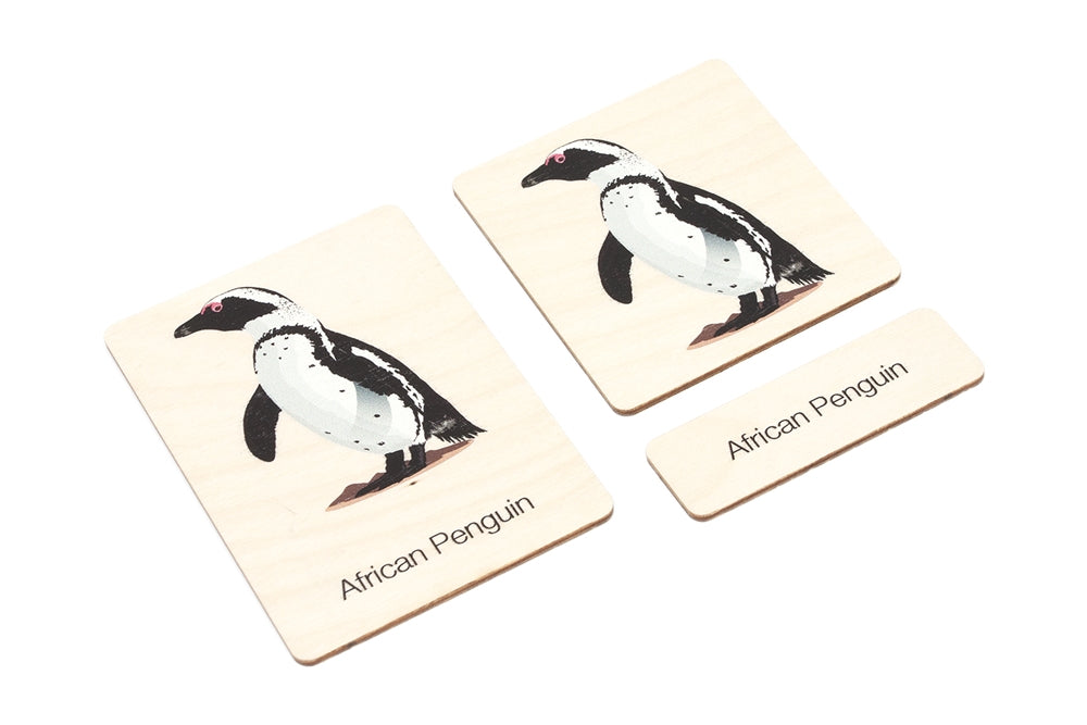 Types of Penguins Wooden Nomenclature Cards (3-6)