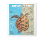 Turtles Vs Tortoises Chart with Cards