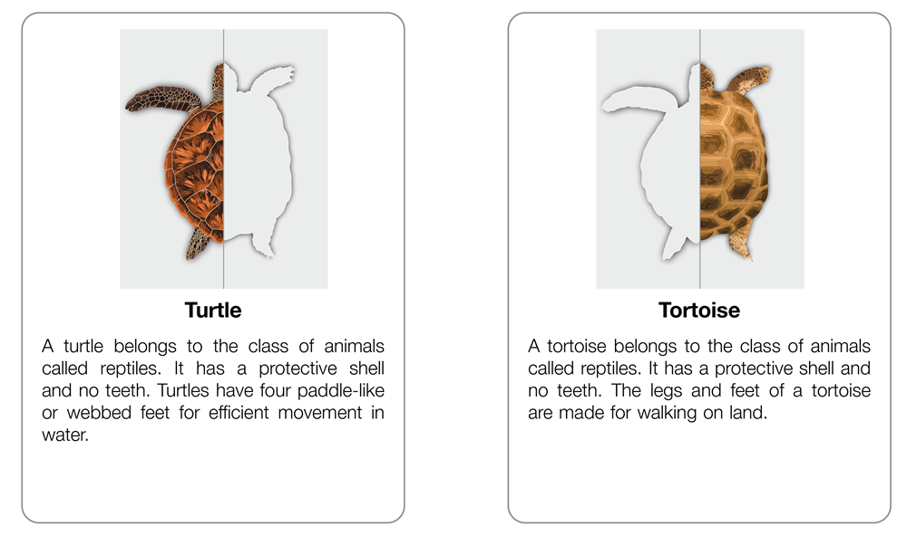 Turtles Vs Tortoises Chart with Cards