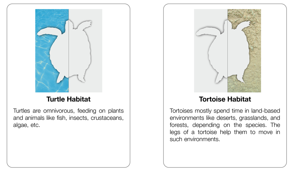 Turtles Vs Tortoises Chart with Cards