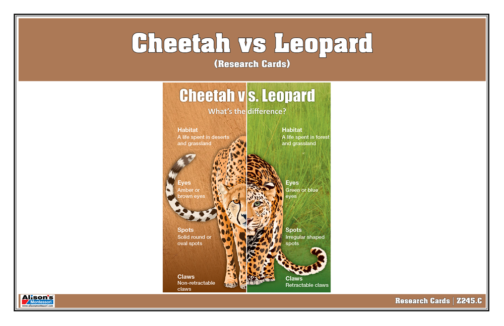 Cheetah vs Leopard Chart with Cards