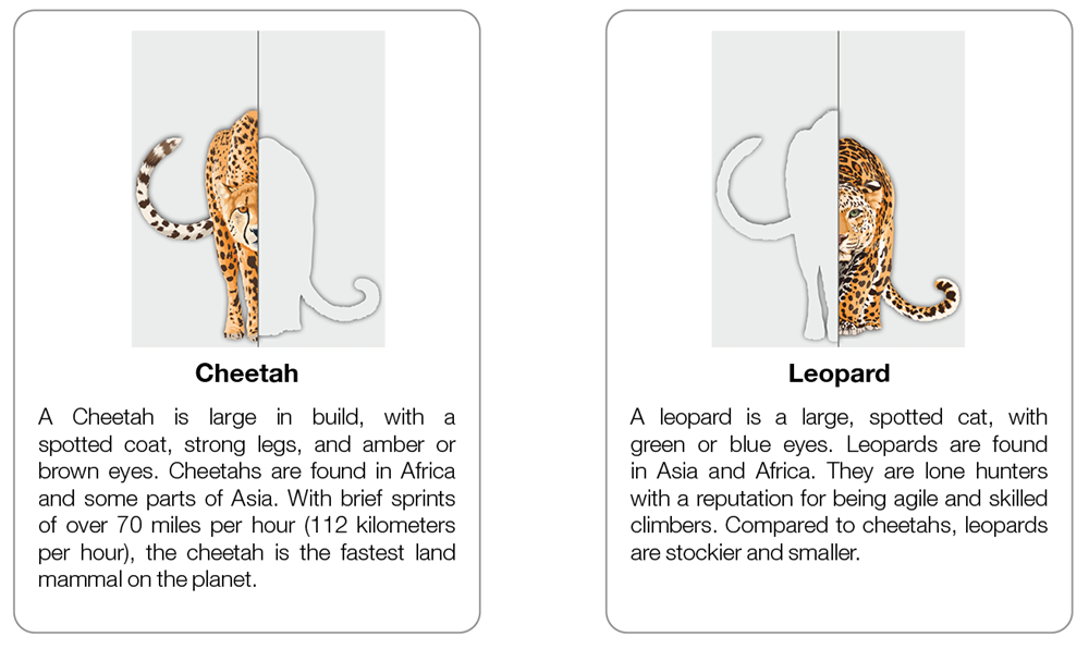 Cheetah vs Leopard Chart with Cards
