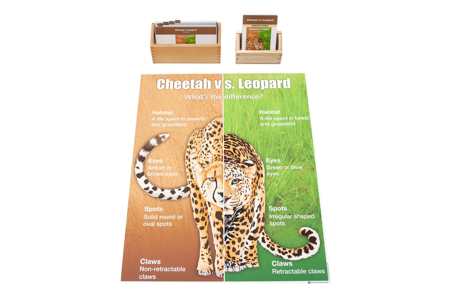 Cheetah vs Leopard Chart with Cards