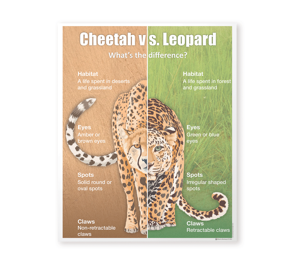 Cheetah vs Leopard Chart with Cards
