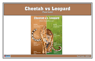 Cheetah vs Leopard Chart with Cards