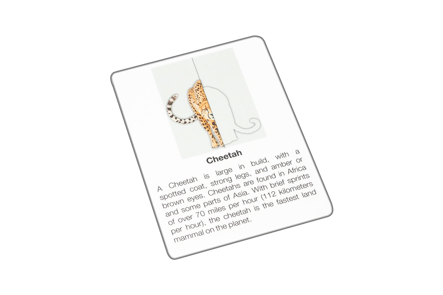 Cheetah vs Leopard Chart with Cards