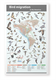 Bird Migration in the Americas