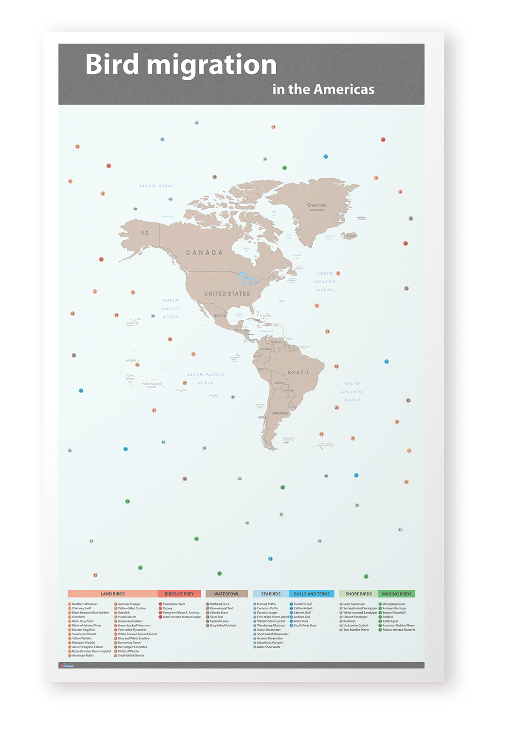 Bird Migration in the Americas