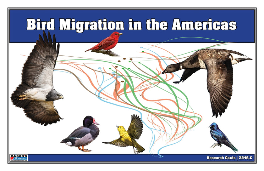 Bird Migration in the Americas