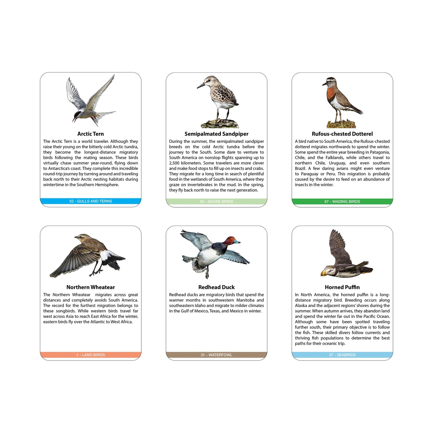 Bird Migration in the Americas