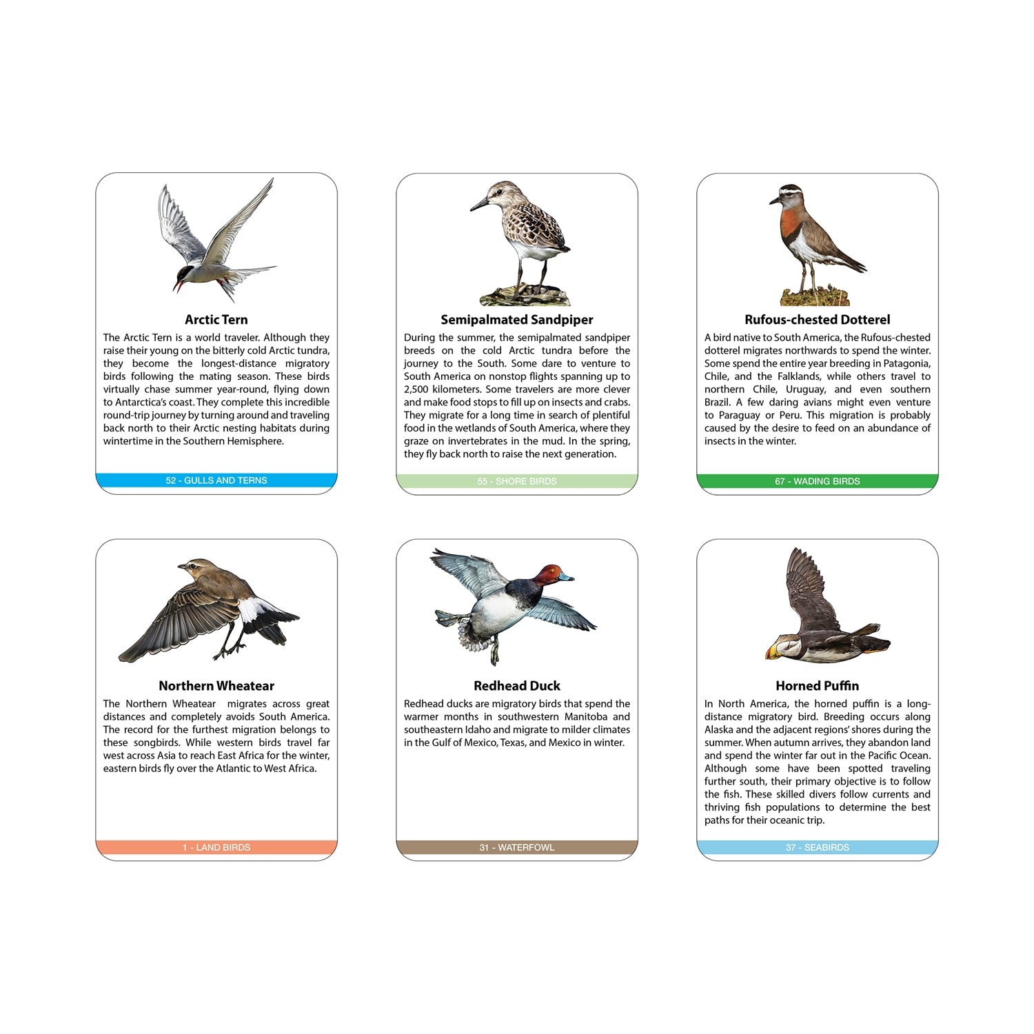 Bird Migration in the Americas