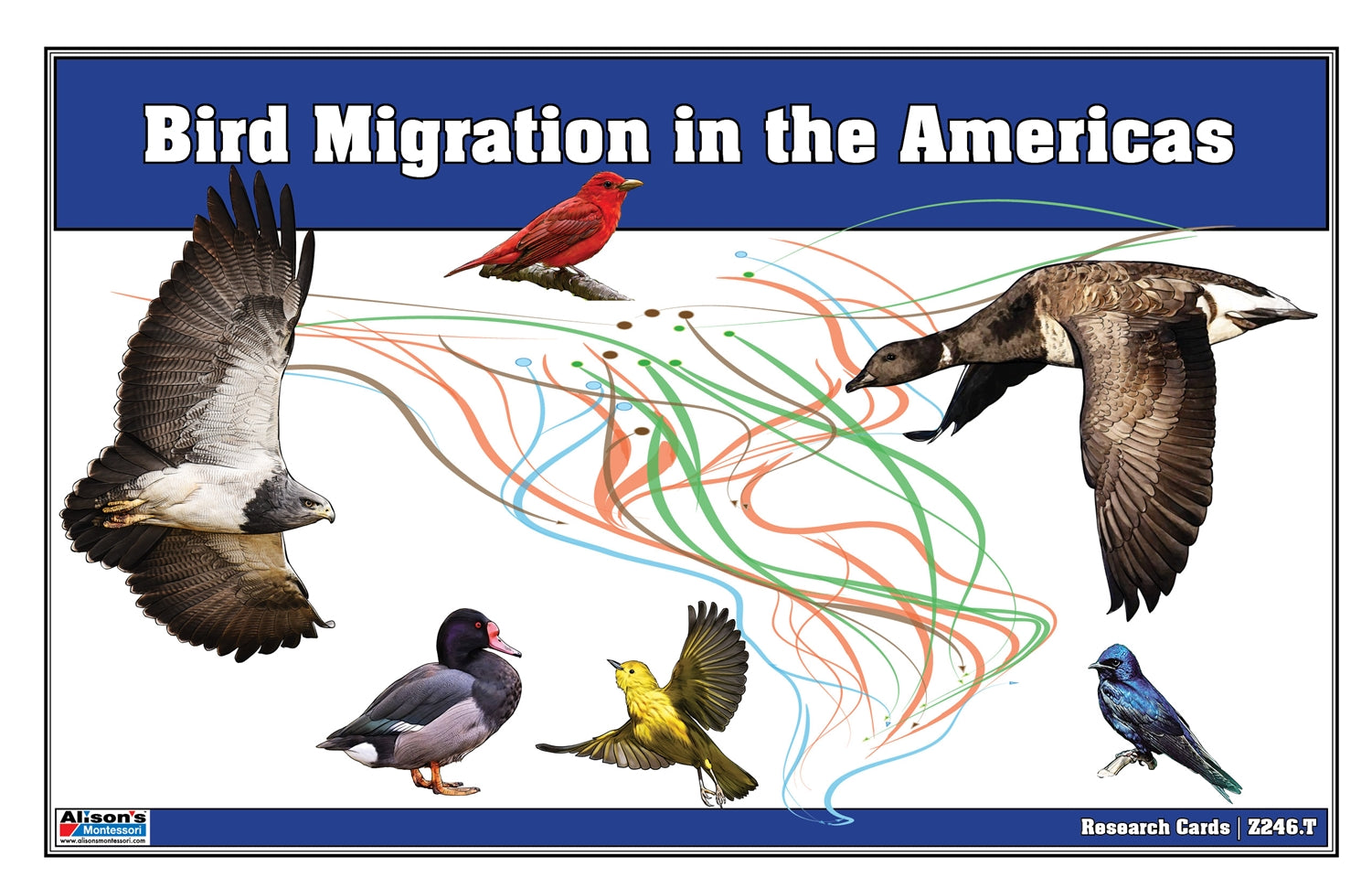 Bird Migration in the Americas