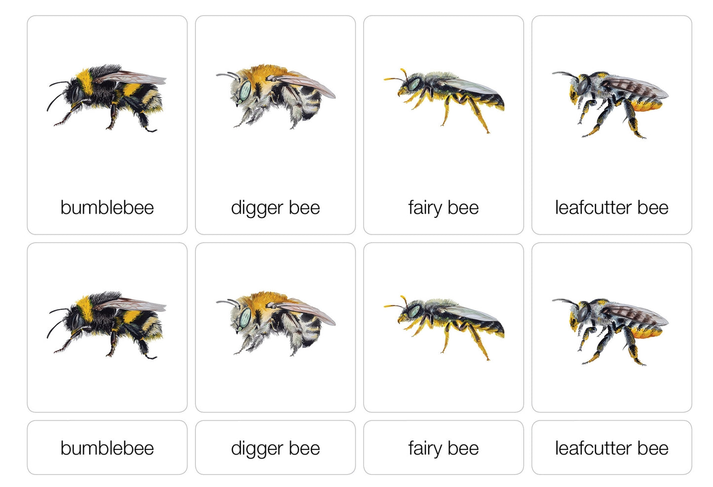 Types of Bees Nomenclature Cards 3-6 (Printed)